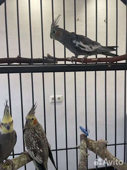 Попугай корелла