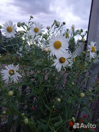 Ромашка осенняя