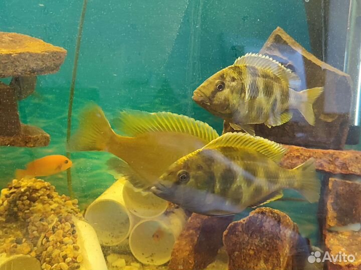 Аквариумные рыбки