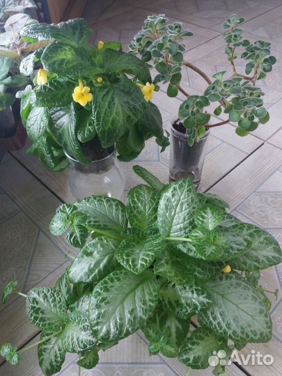 Эписция взрослая, цветущая. Аихризон