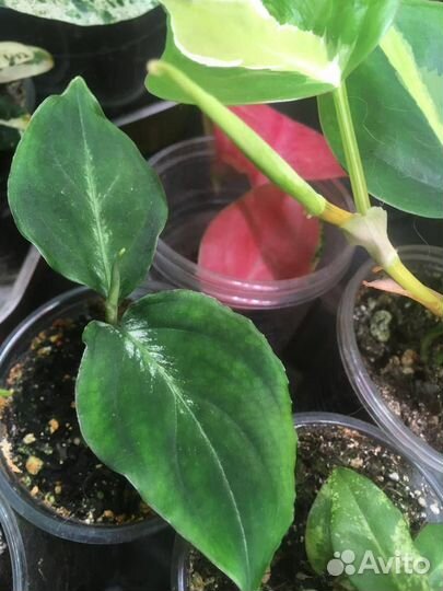 Аглаонема пиктум камуфляж