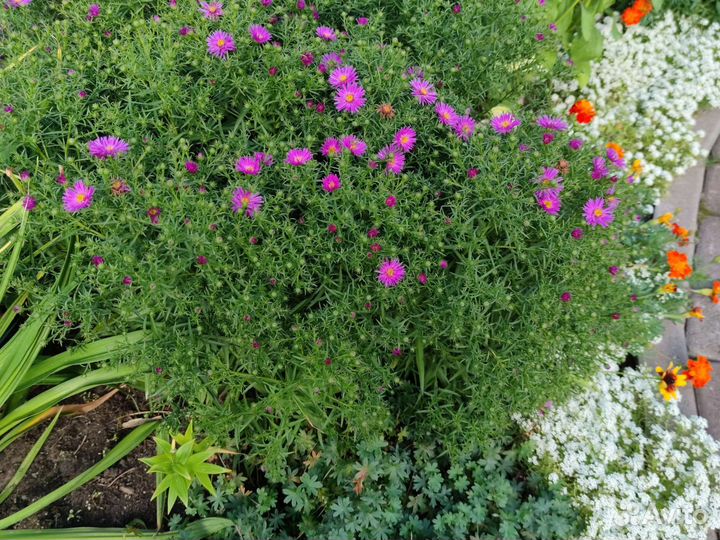 Астра шаровидная