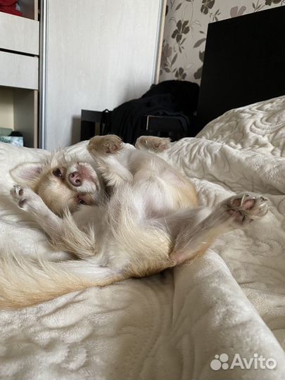 Вязка кобель чихуахуа