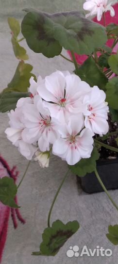 Пеларгония королевская. герань