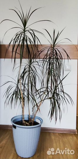 Драцена. Для офиса или дома