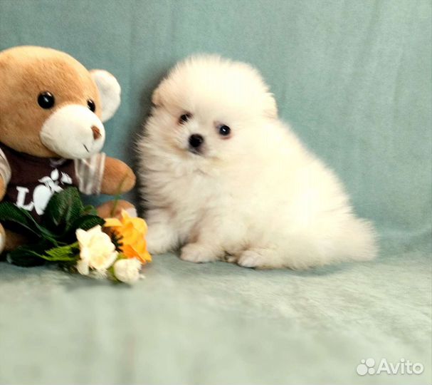 Мини девочки 3 мес