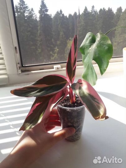 Строманта триколор