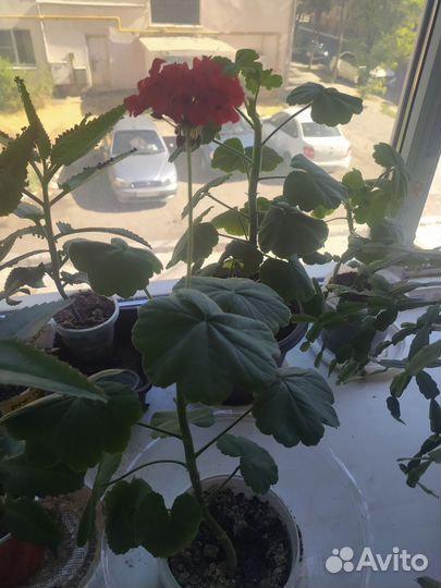 Пеларгония герань