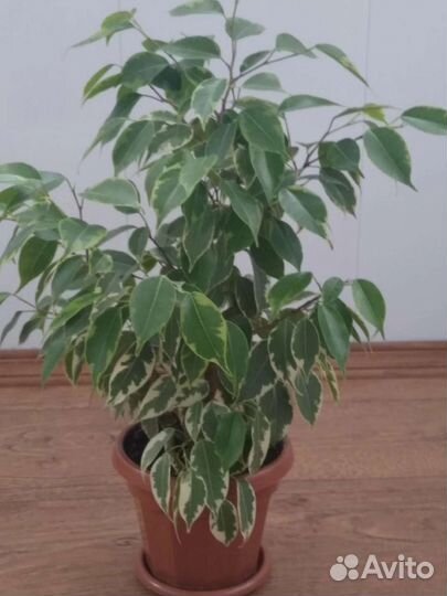 Фикус Кинки