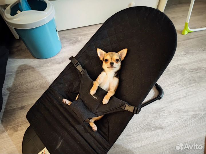 Вязка чихуахуа