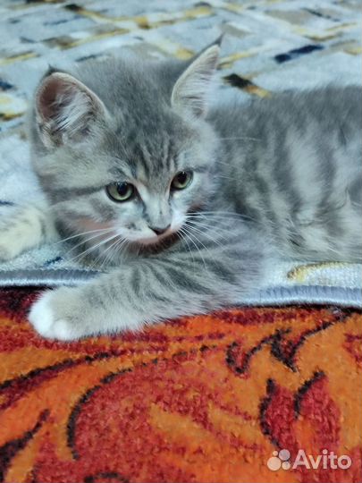 Котята 2 котика в добрые руки