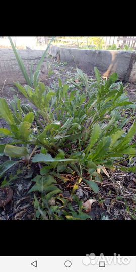 Ромашка белая Нивяник