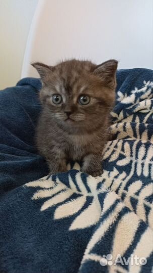 Шотландские котята