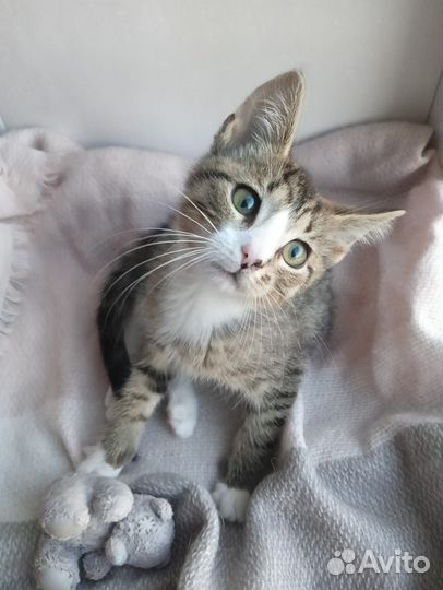Котята