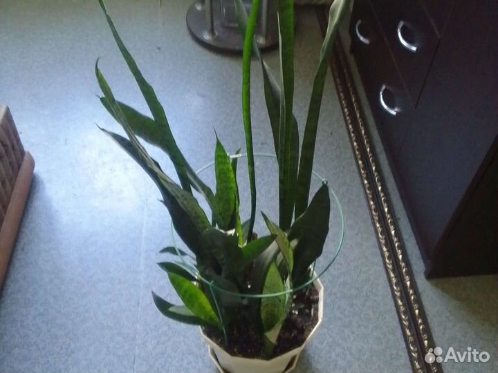 Сансевиерия
