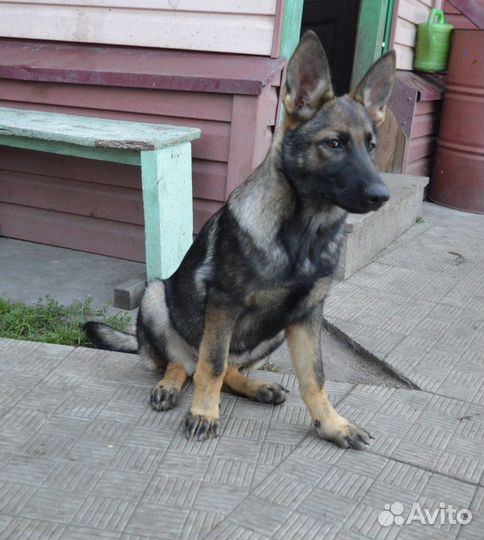 Щенки рабочих немецких овчарок