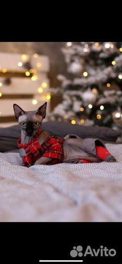 Канадский сфинкс котенок
