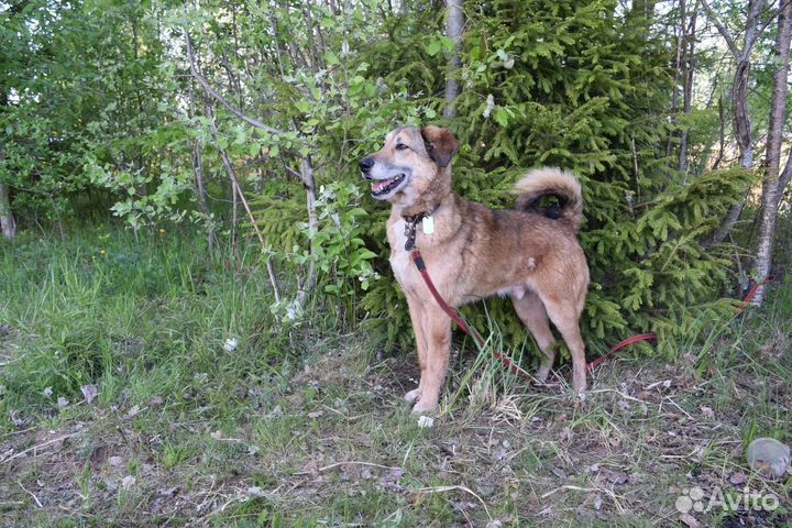 Собака в добрые руки отдам бесплатно