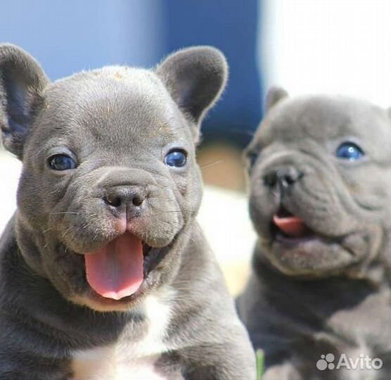 Французский бульдог