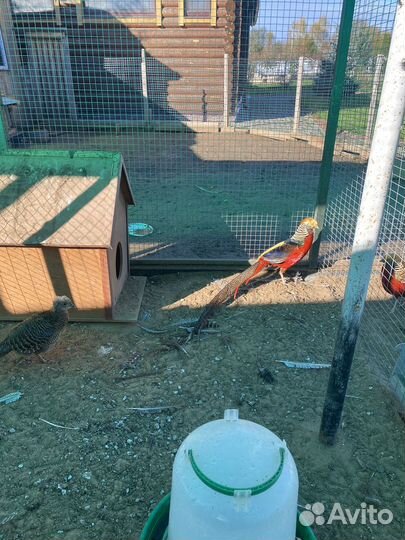 Золотой фазан