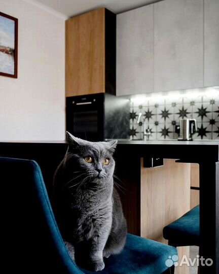 Кухня (цена за всю кухню) артикул: 437