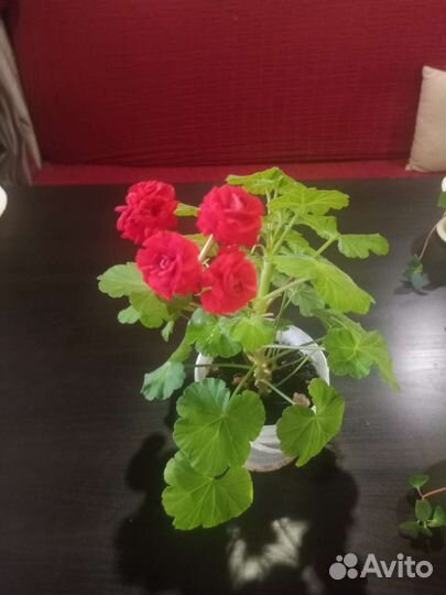 Комнатные цветы