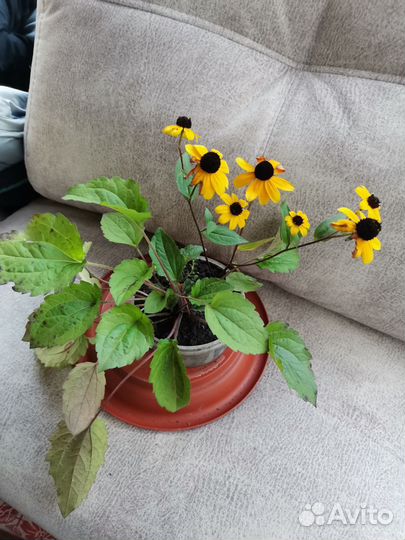 Цветы уличные