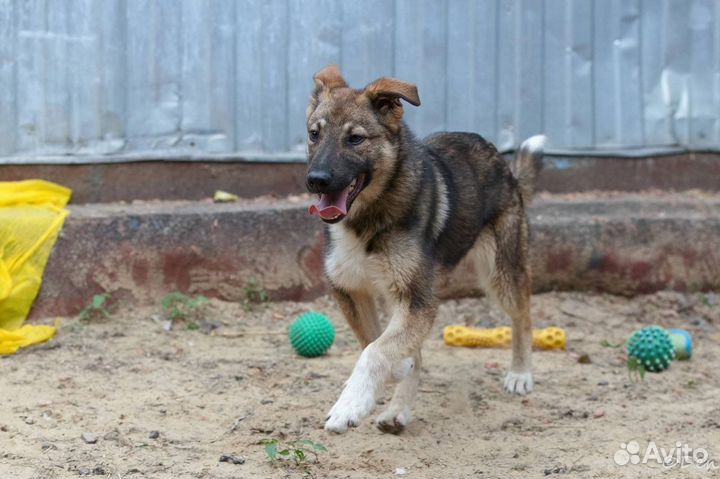 Отдаю щенка Савелия в дар
