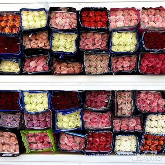 Розы оптом