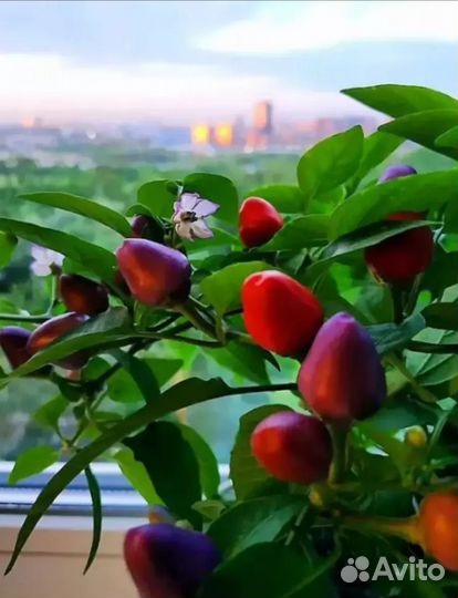 Комнатный острый перец