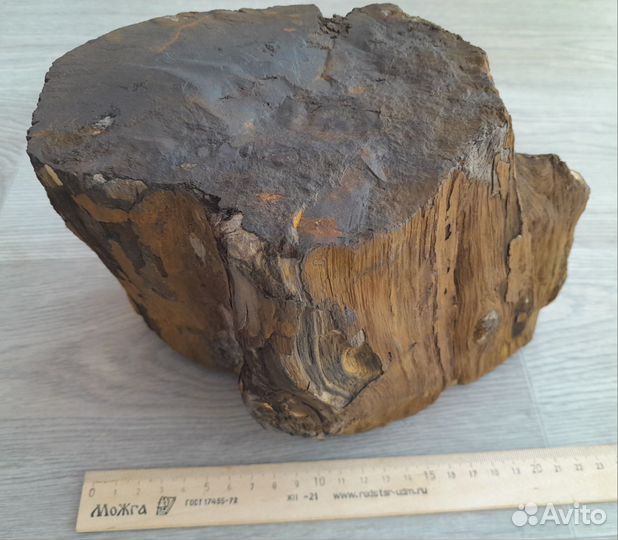 Окаменелое дерево
