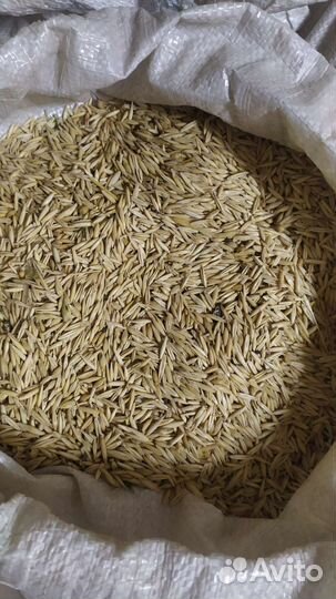 Пшеница овес ячмень дробленка ячменя