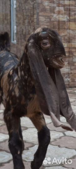 Козлик Камори