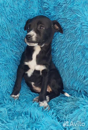 Джек Рассел терьер помесь