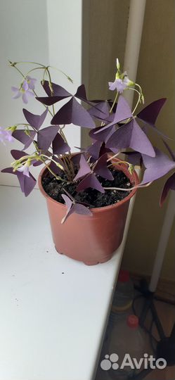 Кислица оксалис