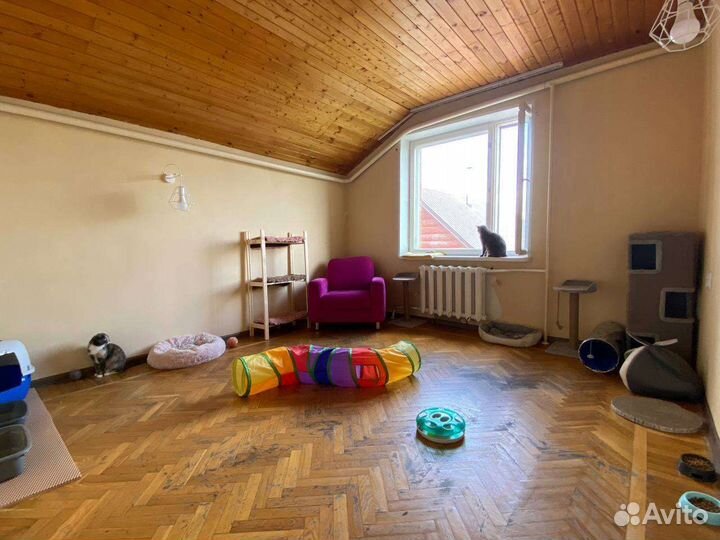 Передержка кошек/ передержка кошек с лейкозом