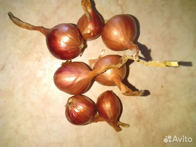 Семейный лук-шалот