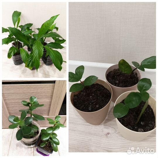 Цветы комнатные