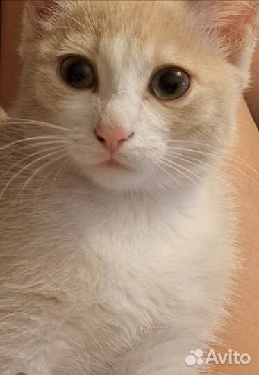 Рыжий котенок