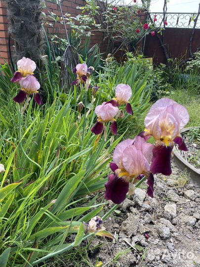 Ирисы делянкой