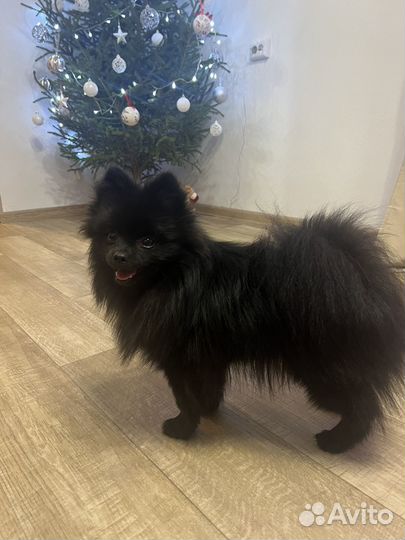 Шпиц вязка мини