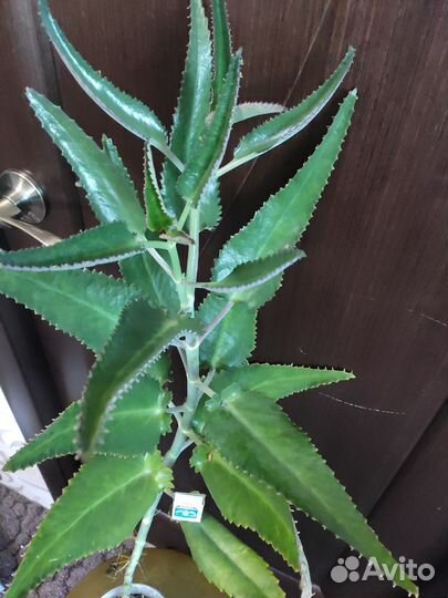 Каланхоэ лечебное