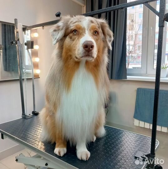 Груминг, стрижка собак и кошек Зоосалон Одинцово