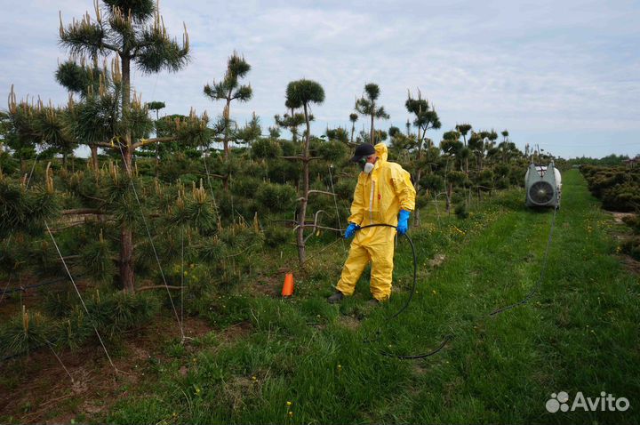 Бонсай из сосны и лиственницы