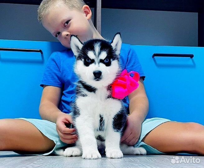Хаски Шикарные Щеночки для Вас )