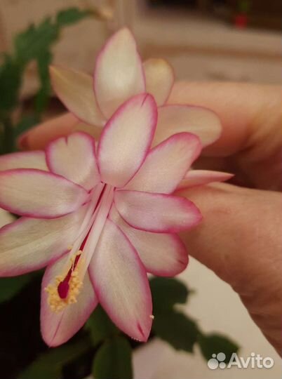 Декабрист белый