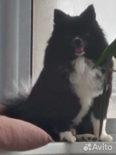 Немецкий шпиц вязка (кобель)