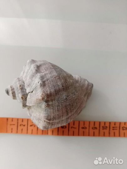 Ракушка большая