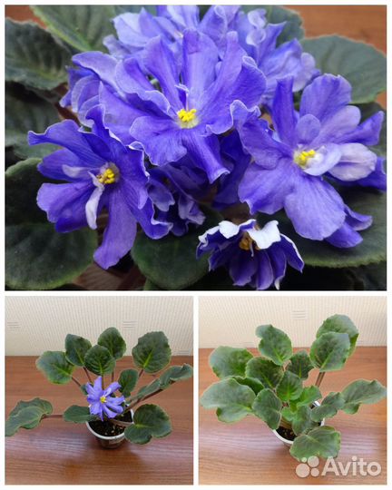 Узамбарские фиалки (сенполии), стартёры