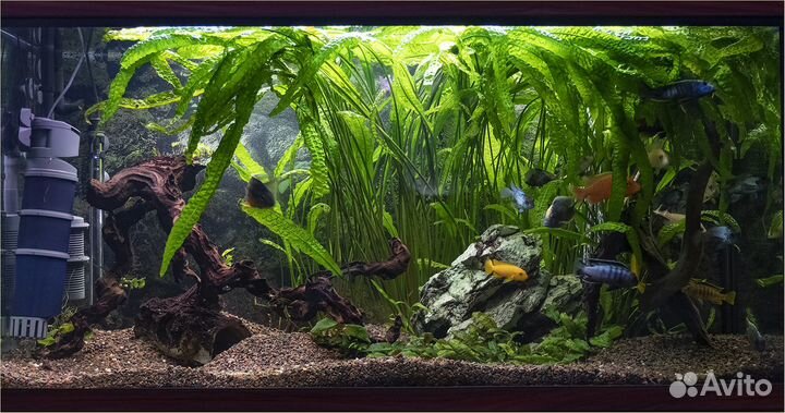 Растение для аквариума